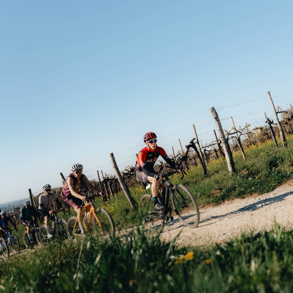 I ciclisti pedalano su un sentiero sterrato che costeggia un vigneto